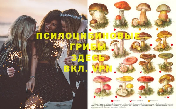 ПСИЛОЦИБИНОВЫЕ ГРИБЫ Горняк